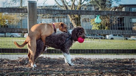 dog humping girl|Dogs reaction to feedback on him from doggy daycare : r/funny